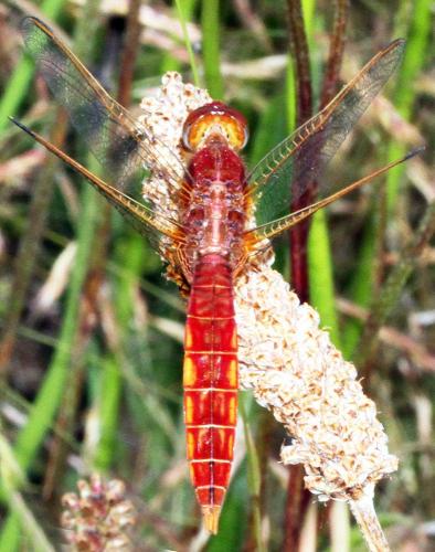 Crocothemis erythraea
